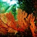 Bengkulu, : pemandangan bawah laut the passage
