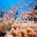 Banten, : terumbu karang di pulau Rubiah