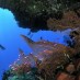 Diving di pulau kedidiri - Sulawesi Tengah : Pulau kadidiri, Tojo Una Una – Sulawesi Tengah