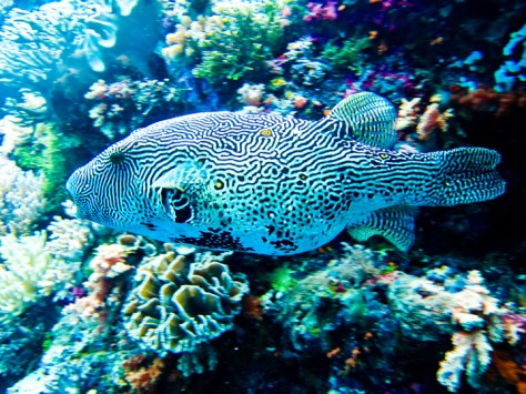 Ikan penghuni Pulau Tomia - Sulawesi Tenggara : Pulau Tomia, Wakatobi – Sulawesi Tenggara