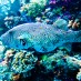 Jawa Timur, : Ikan penghuni Pulau Tomia