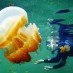 Tips, : Jelly Fish Pulau Kakaban