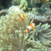 Sumatera Utara, : Nemo Pulau Kangean Besar