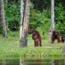Bengkulu, : Orang Hutan Di Alam Bebas