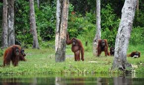 Kalimantan Tengah , Pulau Kaja, Palangkaraya – Kalimantan Tengah : Orang Hutan Di Alam Bebas