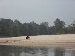 Pesisir Pantai Pulau Kaja - Kalimantan Tengah : Pulau Kaja, Palangkaraya – Kalimantan Tengah