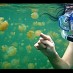 Bengkulu, : Snorkling Dengan Ubur Ubur