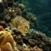 Maluku, : Terumbu Karang Pulau Tomia