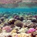 Bangka, : Terumbu karang Yang Indah di pulau tikus