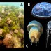 Sumatera Utara, : jellyfish kakaban