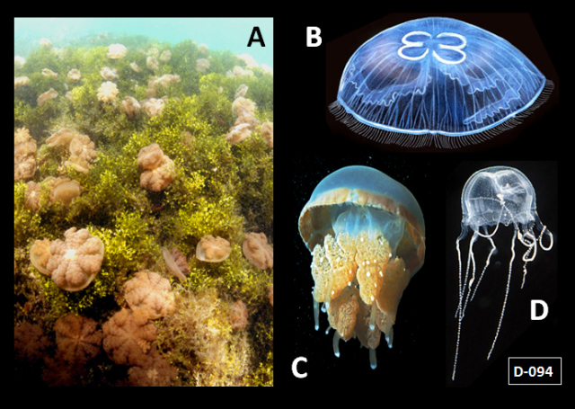 Kalimantan Timur , Pulau Kakaban, Berau – Kalimantan Timur : Jellyfish Kakaban