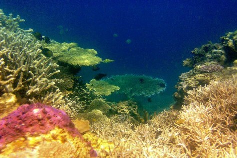 Bali & NTB , Teluk Saleh, Sumbawa – NTB : terumbu karang calabai
