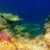 Sulawesi Tengah, : terumbu karang calabai